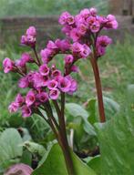 7x Bergenia cordifolia = SCHOENLAPPER, Vaste plant, Halfschaduw, Lente, Ophalen