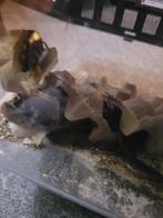 Dubia, kakkerlak, Overige soorten