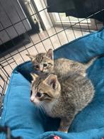 2 lieve kwart bengaalse kittens, Dieren en Toebehoren, Katten en Kittens | Overige Katten, Poes