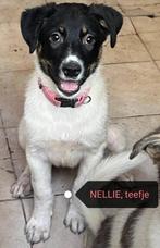 baasje gezocht, Dieren en Toebehoren, Particulier, 15 weken tot 1 jaar, Buitenland, Rabiës (hondsdolheid)