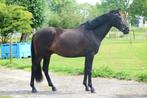 Veelbelovende 3-jarige Ruin (Livius), Dieren en Toebehoren, Paarden, Gechipt, Ruin, Dressuurpaard, 3 tot 6 jaar