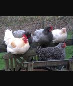 Kippen jonge hennen Sussex Amrock Harco Marans, Dieren en Toebehoren, Pluimvee, Vrouwelijk, Kip