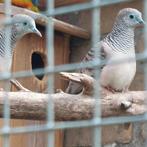 Vredesduifjes, Dieren en Toebehoren, Vogels | Duiven, Meerdere dieren, Overige soorten