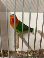 Fischeri’s te koop, Dieren en Toebehoren, Meerdere dieren, Dwergpapegaai of Agapornis
