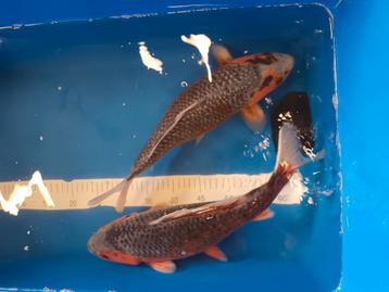 2 leuke bijna identiek de zelfde kois 45a50 cm beschikbaar voor biedingen