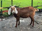 Twee jaar oude geit te koop, vrouwtje, Dieren en Toebehoren, Schapen, Geiten en Varkens, Vrouwelijk, Geit