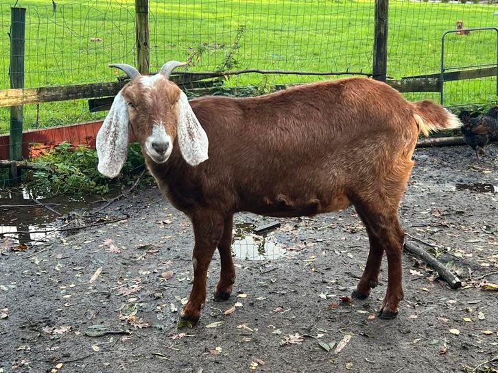 Twee jaar oude geit te koop, vrouwtje, Dieren en Toebehoren, Schapen, Geiten en Varkens, Geit, Vrouwelijk