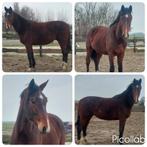 Mooi grote 2,5 jarige ruin van Osaka X Apache, Dieren en Toebehoren, Paarden, Ruin, Onbeleerd, Dressuurpaard, 3 tot 6 jaar