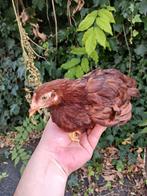 Rhode island red krielen hennen jong., Dieren en Toebehoren, Pluimvee, Vrouwelijk, Kip