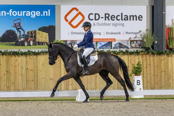 Lieve talentvolle ruin v. McLaren, Dieren en Toebehoren, Paarden, Ruin, Zadelmak, 160 tot 165 cm, 3 tot 6 jaar, Dressuurpaard