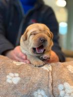 Mooie Gele/ Redfox Labrdor Pups Te Koop!, Dieren en Toebehoren, Nederland, CDV (hondenziekte), 8 tot 15 weken, Labrador retriever