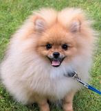Pomeranian, Particulier, 15 weken tot 1 jaar, CDV (hondenziekte), Buitenland