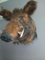 Grote zwijnen kop opgezet, Verzamelen, Dierenverzamelingen, Ophalen, Opgezet dier