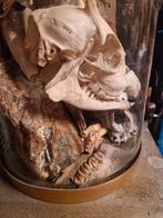 Stolp met rariteitenkabinet taxidermie schedels opgezet, Verzamelen, Ophalen of Verzenden, Zo goed als nieuw, Insect, Opgezet dier