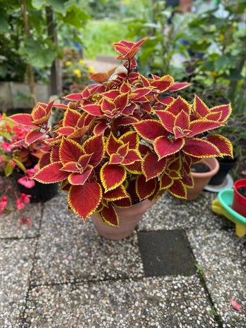 Siernetel (Coleus) – Rood blad met gele rand beschikbaar voor biedingen