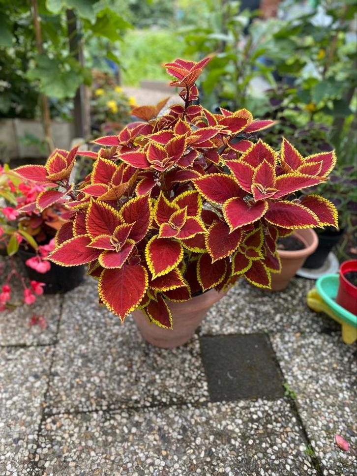Siernetel (Coleus) – Rood blad met gele rand, Tuin en Terras, Planten | Tuinplanten, Eenjarig, Overige soorten, Halfschaduw, Zomer