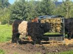 Belted Galloway BGZ stiertje (stamboek ) okt. 2024, Dieren en Toebehoren, Mannelijk