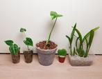 Kamerplantjes set, hoya, monstera, orchidee, anthurium, Huis en Inrichting, Kamerplanten, Overige soorten, Ophalen of Verzenden