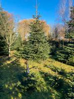 Hoge Nordmann kerstbomen, Diversen, Kerst, Ophalen, Nieuw