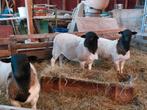 Dorper dekram, Dieren en Toebehoren, Schapen, Geiten en Varkens, Mannelijk, Schaap