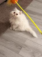 perzische poesje, Dieren en Toebehoren, Katten en Kittens | Raskatten | Langhaar, Meerdere dieren, Gechipt, 0 tot 2 jaar