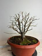 Zelkova serrata bonsai, Tuin en Terras, Planten | Bomen, Ophalen, Bloeit niet, Halfschaduw, Overige soorten