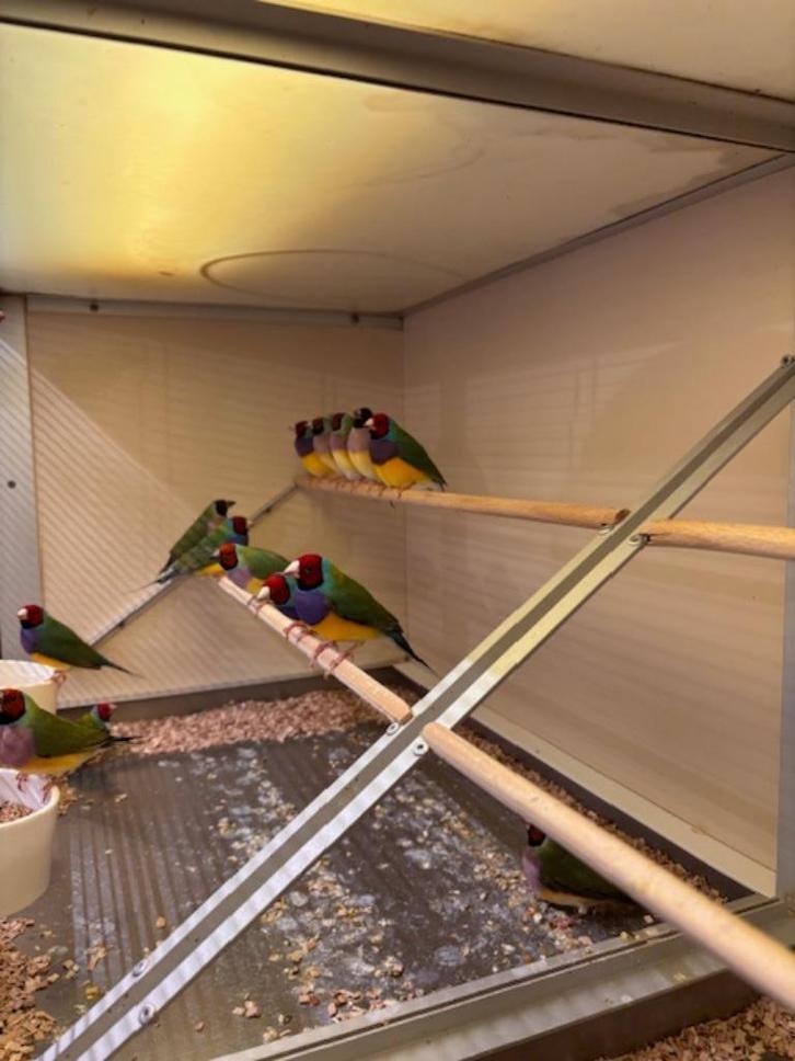 Te koop mooie Gouldamadines poppen en mannen, Dieren en Toebehoren, Vogels | Overige Vogels, Tropenvogel, Meerdere dieren