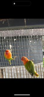 love birds te koop, Dieren en Toebehoren, Vogels | Parkieten en Papegaaien, Geslacht onbekend, Parkiet