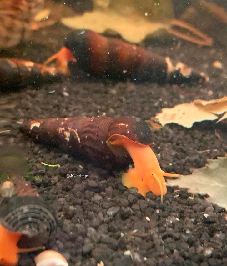 Tylomelania Golden | Aquarium slakken - slak, Dieren en Toebehoren, Vissen | Aquariumvissen, Zoetwatervis, Slak of Weekdier