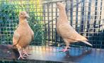 Gele postduiven, kleurpostduiven, Dieren en Toebehoren, Meerdere dieren, Postduif