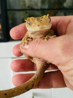 Wimpergekko  Dalmatiner, vrouw, Dieren en Toebehoren, Reptielen en Amfibieën, Hagedis, 0 tot 2 jaar