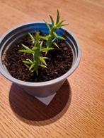 Cactus, Huis en Inrichting, Kamerplanten, Ophalen, Cactus, Minder dan 100 cm