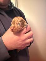 Dwergteckel pups, Dieren en Toebehoren, Honden | Teckels en Dashonden, CDV (hondenziekte), 8 tot 15 weken, Korthaar, Dwerg