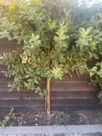 Appelbomen 3 stuks gratis!, Ophalen, Overige soorten, 100 tot 250 cm