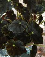 Bladstekken Begonia mazae nigricans – zeldzame juweelbegonia, Ophalen of Verzenden, Halfschaduw, Minder dan 100 cm