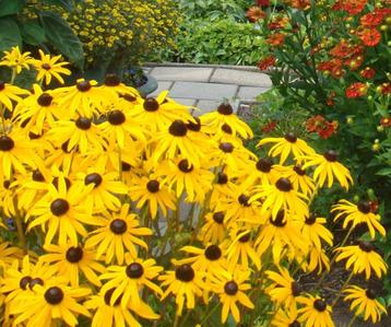 Vaste plant : Rudbeckia  ''Goldsturm'' 2 euro beschikbaar voor biedingen