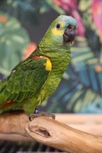 Amazone | Diverse soorten | Getest | Tam | Baby, Dieren en Toebehoren, Meerdere dieren, Papegaai, Pratend