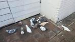 Mooie Afghanise duiven duivenen en babies,, Dieren en Toebehoren, Vogels | Duiven, Meerdere dieren, Postduif