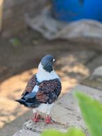 Duven, Dieren en Toebehoren, Vogels | Duiven