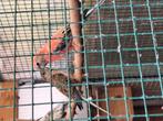 Koppel bourks parkieten bourkes, Dieren en Toebehoren, Vogels | Parkieten en Papegaaien, Meerdere dieren, Parkiet