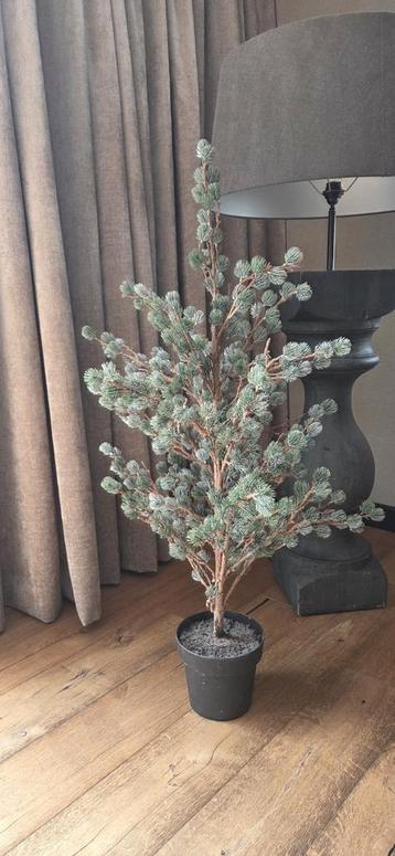 Brynxz larix boompje (stoer en sober) beschikbaar voor biedingen