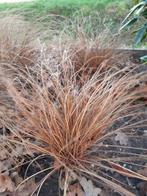 Carex comans 'Bronze Form', Ophalen, Volle zon, Vaste plant, Siergrassen