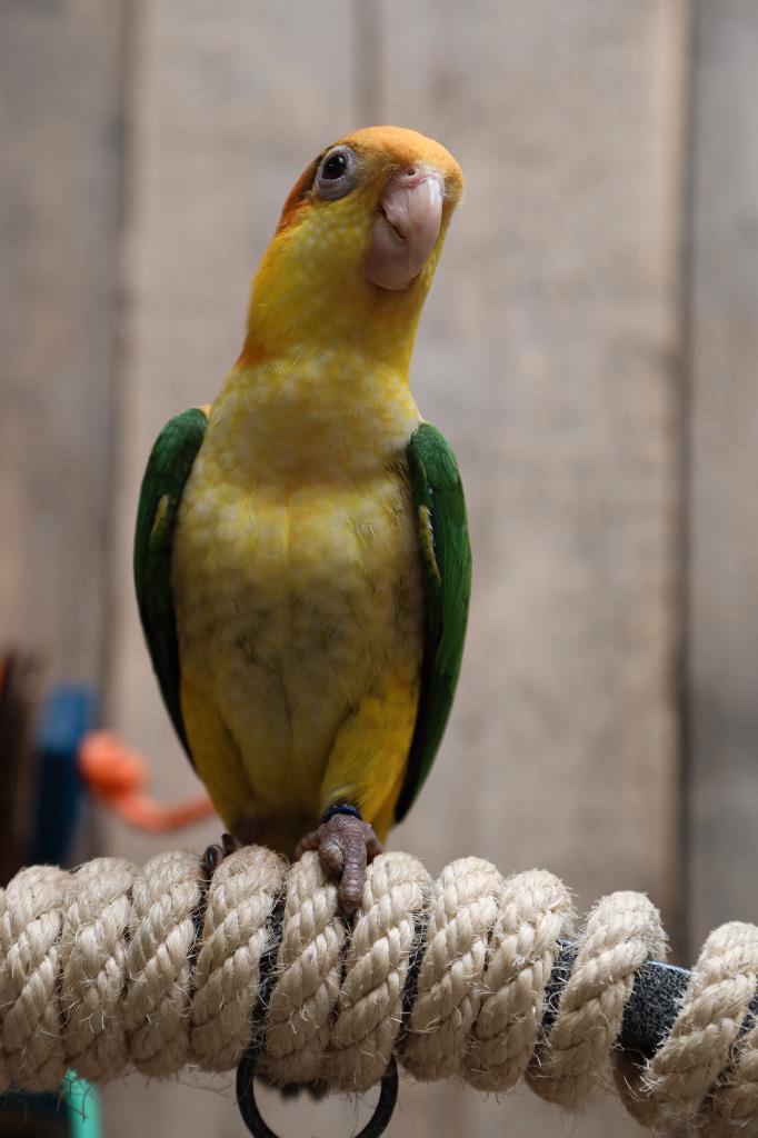 Jonge Baby Roestkop Caique´s | getest | Speels | Handtam, Dieren en Toebehoren, Vogels | Parkieten en Papegaaien, Papegaai, Meerdere dieren