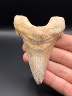 Fossiele haaientand Sokolovi 9.7 centimeter, Ophalen of Verzenden, Fossiel