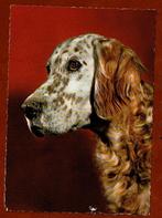 Dieren - Honden ( IV.) - Engelse Setter - jr.'60, Verzamelen, Gelopen, 1960 tot 1980, Ophalen of Verzenden, Hond of Kat