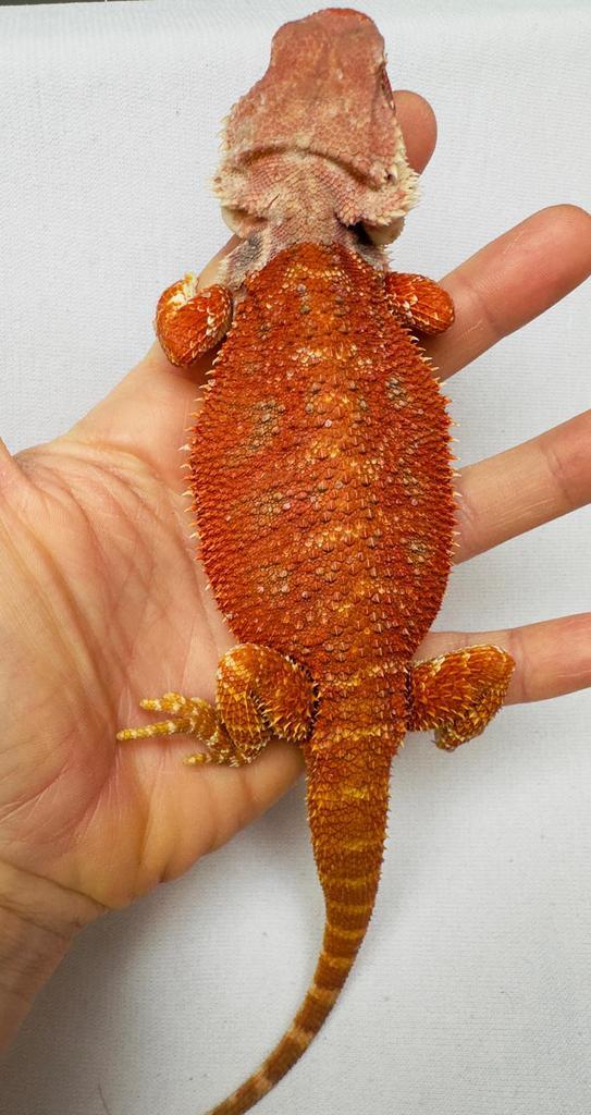 Mooie rood/oranje baardagaam vrouw