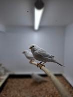 Agaat opaal wit Kanaries Koppel, Dieren en Toebehoren, Vogels | Kanaries, Meerdere dieren, Kleurkanarie