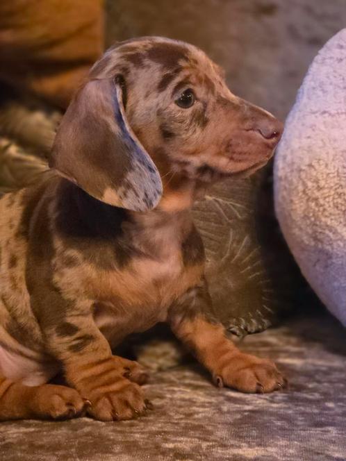 Kaninchen teckel pups, Dieren en Toebehoren, Honden | Teckels en Dashonden, Teef, Korthaar, Kaninchen, Particulier, Meerdere, Nederland