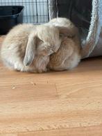 Franse hangoortjes, Meerdere dieren, Groot