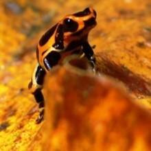 Ranitomeya imitator 'Hualaga banded', Dieren en Toebehoren, Reptielen en Amfibieën, Amfibie